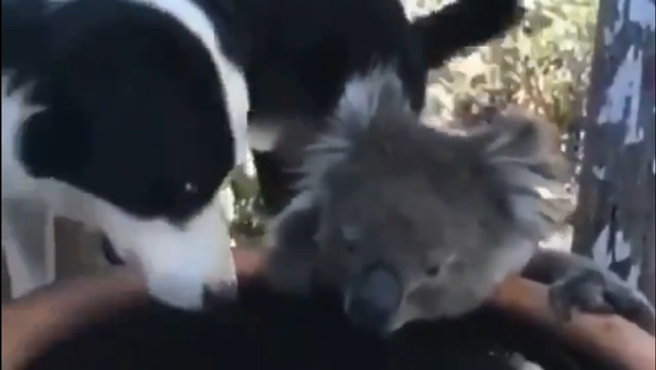 Koala and Dog - Sputnik International