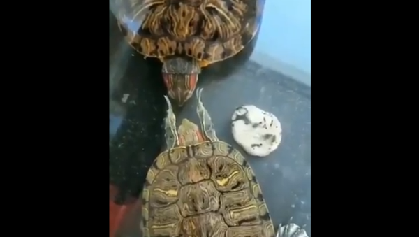 Turtles - Sputnik International