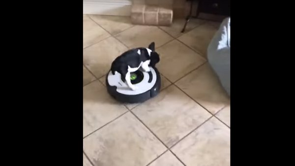 Dog & Vacuum Cleaner - Sputnik International