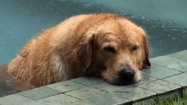 Retriever in the rain Retriever in the rain - Sputnik International