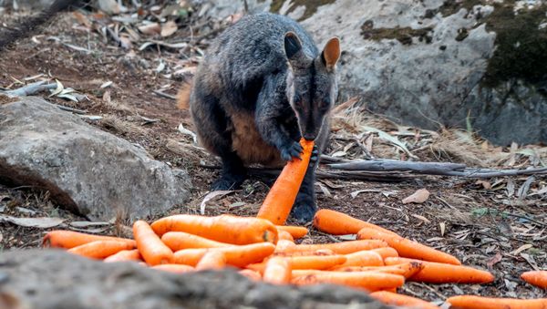 Wallaby eats a carrot NSW's DPIE workers air-dropped them around national parks - Sputnik International
