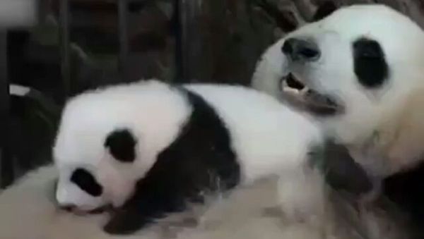 Panda - Sputnik International