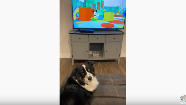 TV Time: Pooch Insists On Watching Favorite Shows - Sputnik International