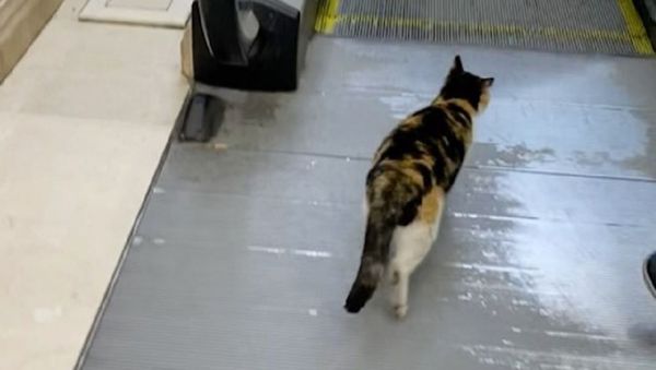 Cat - Sputnik International