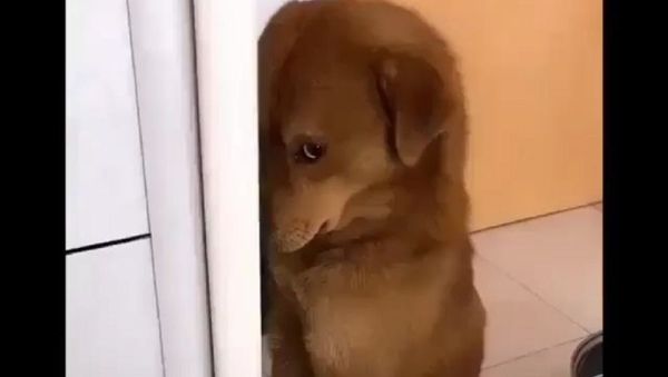 Dog - Sputnik International