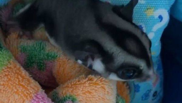 Let Me Sleep! Slumbersome Sugar Glider Wants To Snooze - Sputnik International