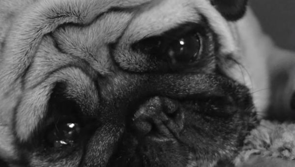 Sad Dog  - Sputnik International