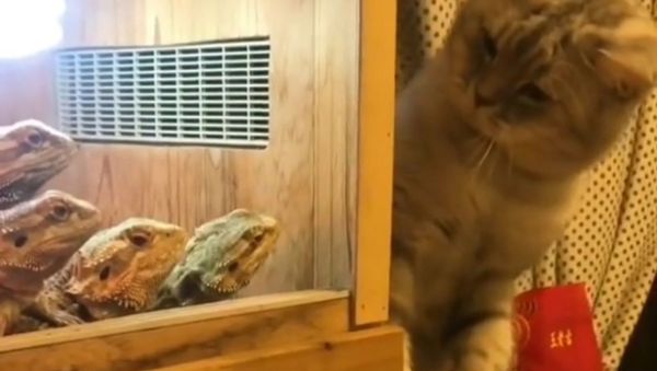 Cat and Lizards - Sputnik International