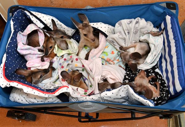 This Week in Pictures: 11-17 January This Week in Pictures: 11-17 January - Sputnik International