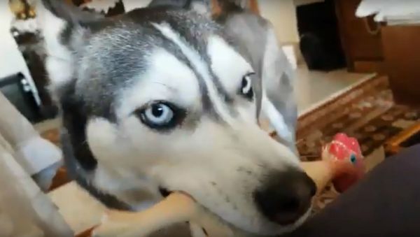 WALK ME! Husky’s Adorable Way of Asking to Go Out - Sputnik International