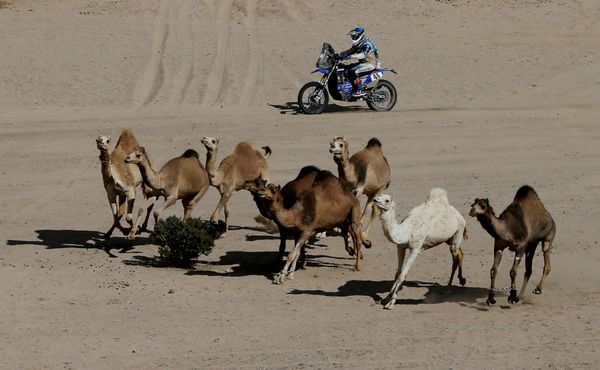 Sand, Heat, Roar of Engines: Best Moments of 2020 Dakar Rally in Saudi Arabia Sand, Heat, Roar of Engines: Best Moments of 2020 Dakar Rally in Saudi Arabia - Sputnik International