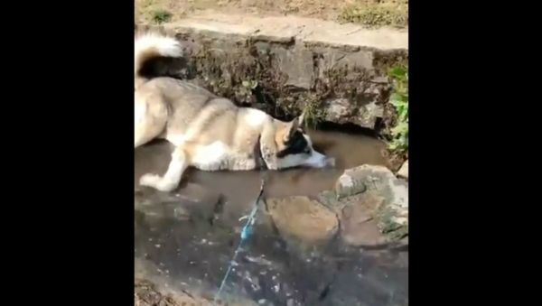 Dog Makes Bubbles - Sputnik International
