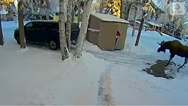Moose follows a man in Alaska, trapping him in a shed - Sputnik International