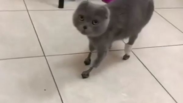 Cat - Sputnik International
