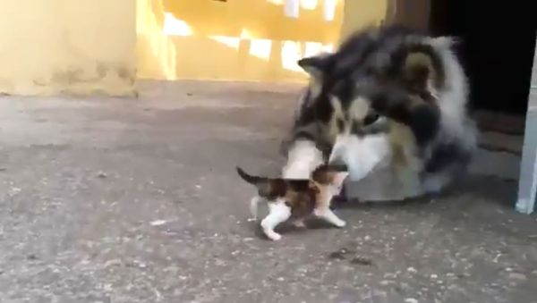 Husky and Kitten - Sputnik International