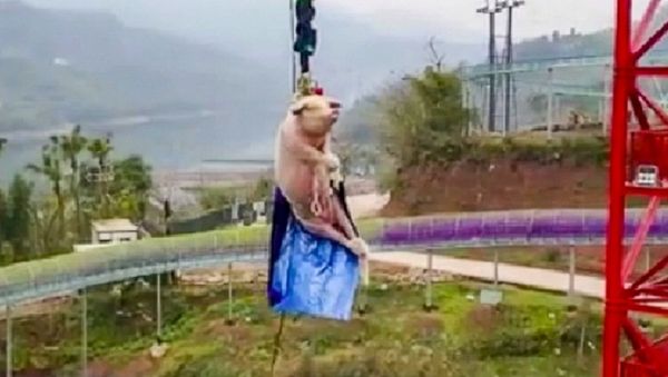 Chinese theme park’s bungee-jumping pig stunt prompts backlash on social media - Sputnik International