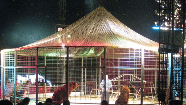 Tigers in a cage at a UK circus - Sputnik International