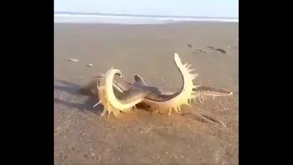 Amazing is a valuable image that captures the figure of a starfish walking - Sputnik International