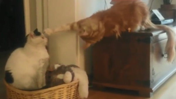 I'm Not Touching You! Mischievous Cat Pesters Fellow Feline - Sputnik International