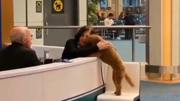 Dog - Sputnik International