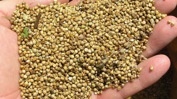 Pearl millet - Sputnik International