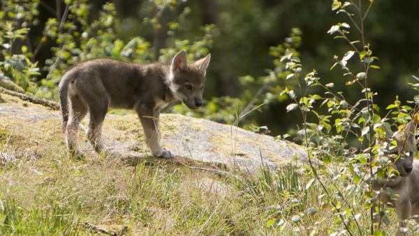 Wolf Cubs - Sputnik International