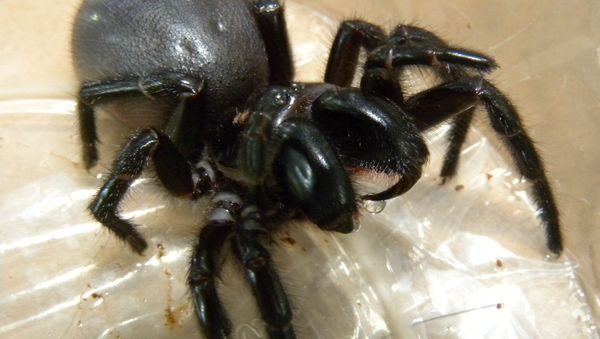 	 Funnel Web with venom - Sputnik International