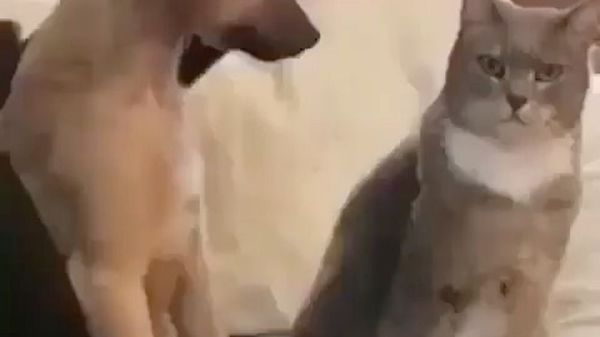 Dog and cat - Sputnik International