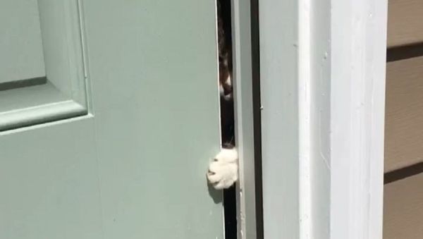 Cat - Sputnik International