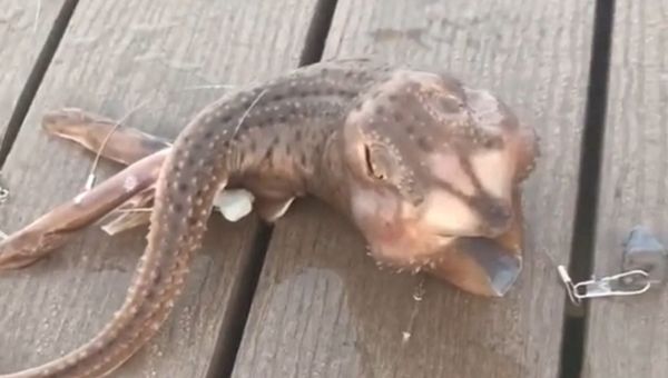 Unknown creature caught during fishing - Sputnik International