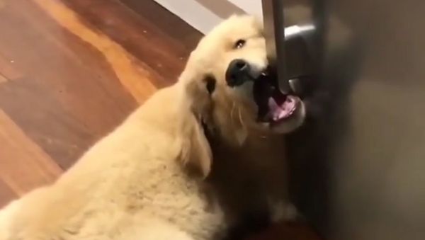 Hungry Golden Retriever Tries to Open the Fridge - Sputnik International