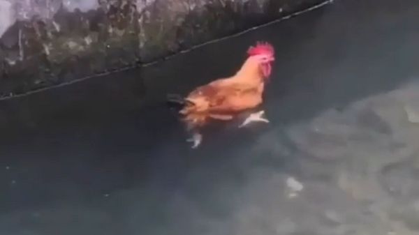 Rooster swimming in water - Sputnik International