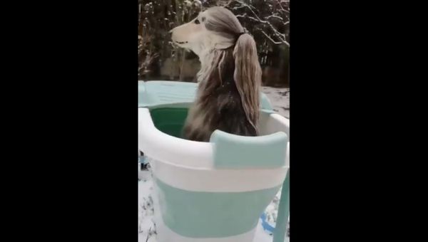 Afghan Hound - Sputnik International