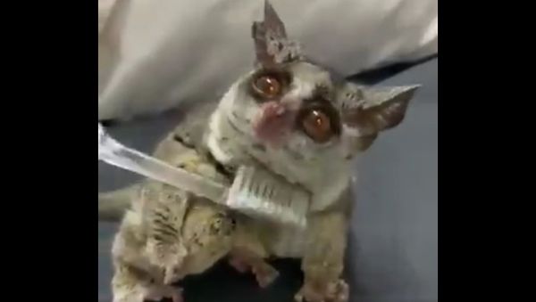  Animals  Humor   - Sputnik International