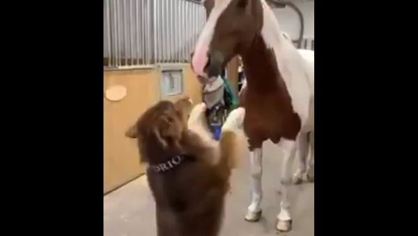 Animals  Humor - Sputnik International