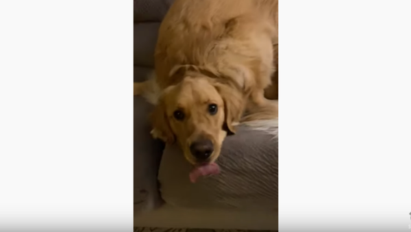 Brotherly Love: Golden Retriever Uses Sibling as Stepping Stool  - Sputnik International