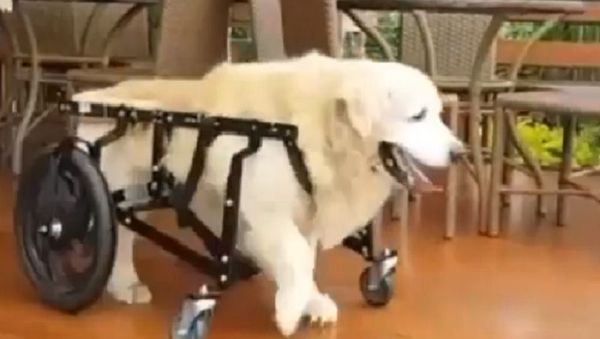 Golden retriever on a wheelchair - Sputnik International