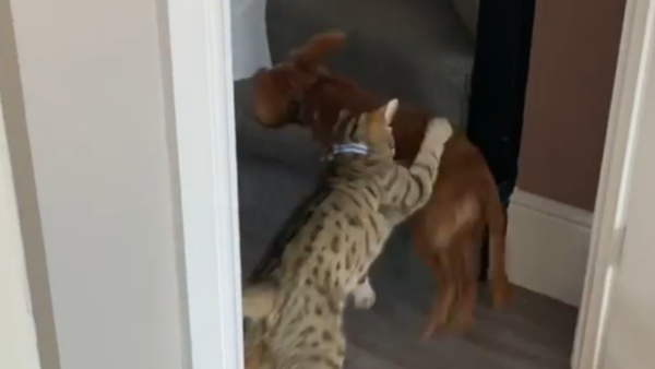 You’re It! Cute Kitten, Puppy Duo Play Tag - Sputnik International