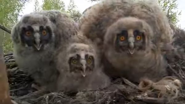 Owls in the Nest - Sputnik International