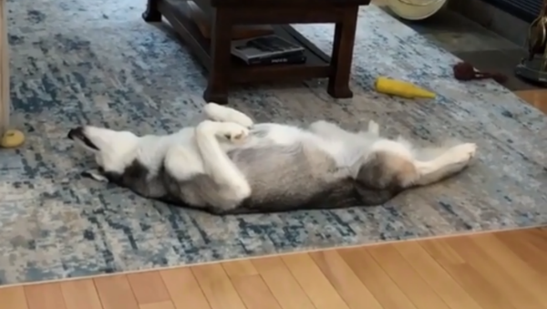 Barkram Yoga: Husky Spotted Doing Morning Meditation - Sputnik International