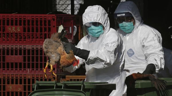 Health workers in full protective gear place a live chicken in a rubbish bin as they start culling all chickens by using carbon dioxide at a wholesale poultry market in Hong Kong - Sputnik International