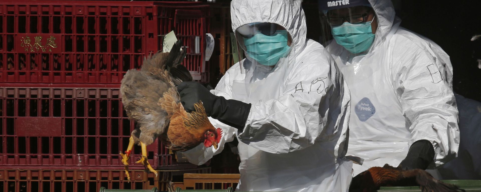 Health workers in full protective gear place a live chicken in a rubbish bin as they start culling all chickens by using carbon dioxide at a wholesale poultry market in Hong Kong - Sputnik International, 1920, 26.07.2023