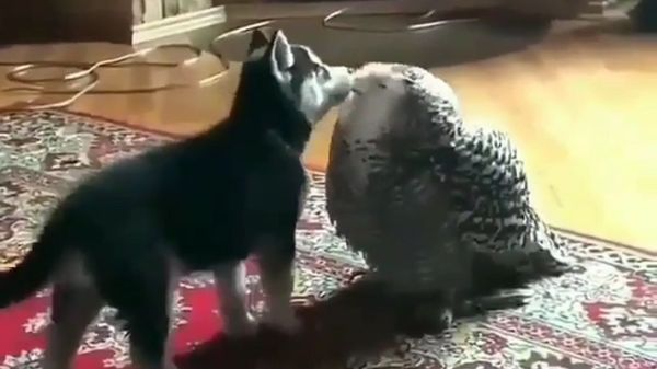 Dog Snuggles Owl - Sputnik International