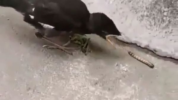 Bird and Worm Fighting - Sputnik International
