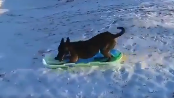 Savvy Shepherd Sleds Downhill  - Sputnik International