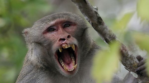 In this Friday, Nov. 10, 2017 photo, a rhesus macaques monkey observes kayakers as they navigate along the Silver River in Silver Springs, Fla. Wildlife managers in Florida say they want to remove the roaming monkeys from the state in light of a new study published Wednesday, Jan. 10, 2018, that finds some of the animals are excreting a virus that can be dangerous to humans - Sputnik International