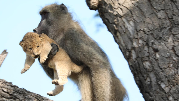 Baboon and Lion Cub - Sputnik International