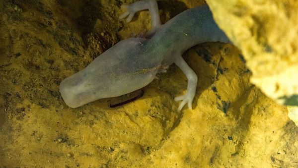 Olm (Proteus anguinus)  - Sputnik International