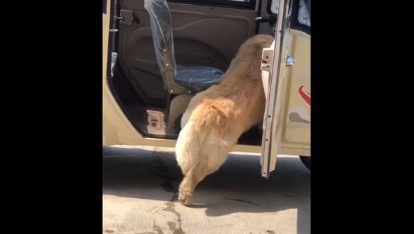 Awesome dogs - Sputnik International
