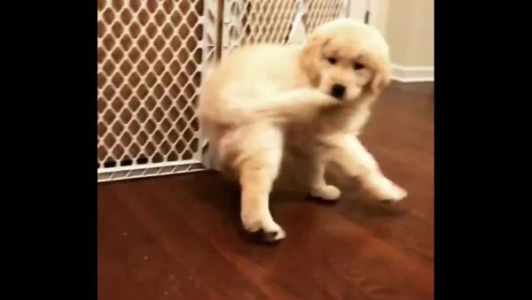 The Puppies Club - Sputnik International